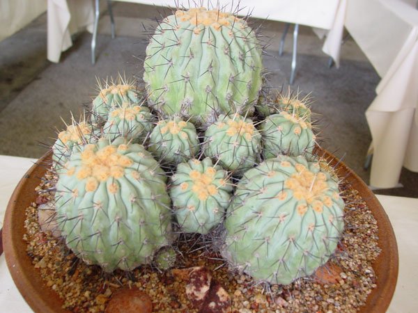 Copiapoa_haseltoniana_3